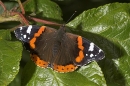 Red Admiral on plum leaves.