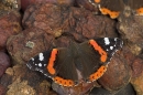 Red Admiral on rotting plums.
