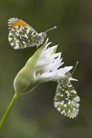 Male and Female Orange Tips on ramson.16.05.'10.