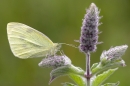 Small White on horse mint. Aug '10.