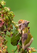 Burnished Brass moth. Aug '12.