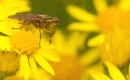 Yellow Dung Fly on yellow. Aug '12.