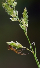 Spider,backlit on grass stem. Sep. '12.