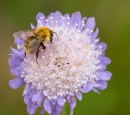 Bumble Bee on field scabious. June '13.