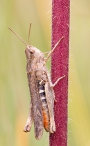 Field Grasshopper. Aug '13.