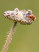 7 Spot Ladybird. Aug '13.