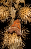 Herald Moth on thistle seedheads. Oct.'13.