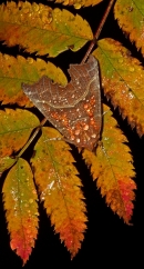 Herald Moth on rowan leaves 1. Oct '13.