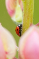 Ladybird on lupin. June '16.