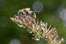Bumble bee on raindrop laden stem. June '20.