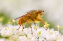 Yellow dung fly 2. June '20.