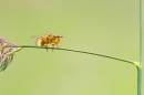 Yellow dung fly. June '20.
