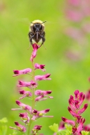 Bumble bee feeding over Common Fumitory. July '20.