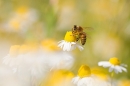 Honey Bee. July '20.