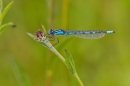 Male Common Blue Damselfly. July '20.