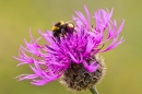 Bumble bee on greater knapweed. July '20.
