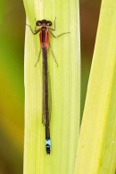 Blue tailed damselfly,top view. July '20.