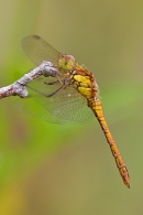 Female Common Darter dragonfly on twig 2. July '20.