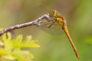 Female Common Darter dragonfly on twig 1. July '20.