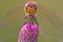 Male Common Darter dragonfly close up. Aug. '20.
