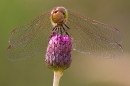 Male Common Darter dragonfly,head on,on thistle. Aug, '20.