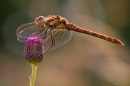 Male Common Darter dragonfly,backlit. Aug. '20.