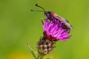 6 Spot Burnet Moth on knapweed. Aug. '20.