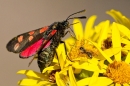 6 Spot Burnet moth and ant on ragwort. Aug. '20.