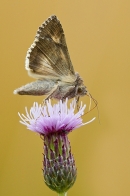 Silver Y moth feeding. Aug. '20.