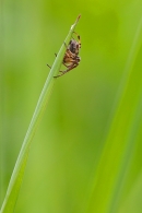 Spider on grass stem. Jun '21.