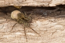 Spider with egg sac. Jun '21.