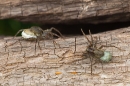 2 Spiders with egg sacs. Jul '21.