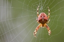 Garden Spider 2. Aug. '21.