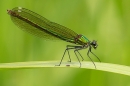 Female Banded Demoiselle. June. '25.