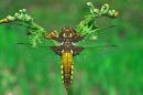 Broad Bodied Chaser,f.