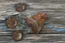 Herald Moth on weathered plank.
