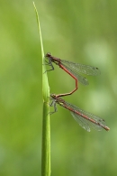 Paired Large Red Damselflies.