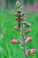 Broad Bodied Chaser f on foxglove.