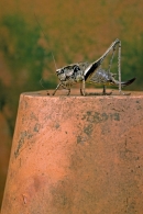 Female Bush Cricket on flowerpot.