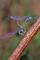 Mating Common Blue Damselflies.