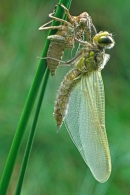 Newly emerged dragonfly.