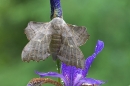 Poplar Hawkmoth on blue iris.