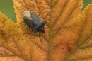 Shield Bug on leaf.