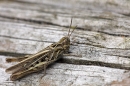 Grasshopper. Aug '10.