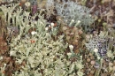 Lichens. Oct. '12.