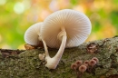 Porcelain fungus. Oct. '12.