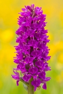 Northern Marsh Orchid. June '13.