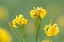 Yellow Flag Iris. June '17.
