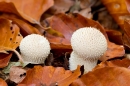 Lycoperdon perlatum puffball fungus. Oct '18.