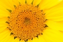 Sunflower close up. Sept. '19.